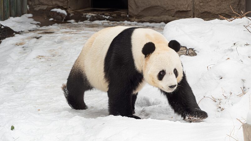 China_Expands_Global_Giant_Panda_Conservation_Efforts_with_New_International_Partnerships - Khabar Asia China Expands Global Giant Panda Conservation Efforts with New International Partnerships