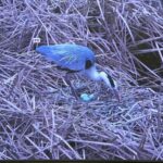 China Harnesses AI and Satellite Tech to Protect Migratory Birds video poster