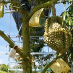 China_Introduces_Carbon_Footprint_Labels_to_Promote_Greener_Farming