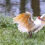 China_Leads_Global_Biodiversity_Conservation_Efforts_at_COP16