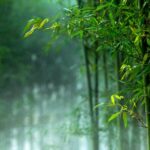 China Leads Global Push for Bamboo as Eco-Friendly Plastic Substitute