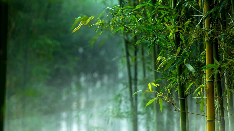 China_Leads_Global_Push_for_Bamboo_as_Eco-Friendly_Plastic_Substitute - Khabar Asia China Leads Global Push for Bamboo as Eco-Friendly Plastic Substitute