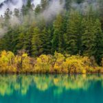 China_Leads_World_in_Forest_and_Grassland_Carbon_Sink_Capacity