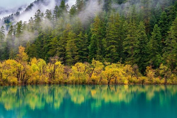 China_Leads_World_in_Forest_and_Grassland_Carbon_Sink_Capacity