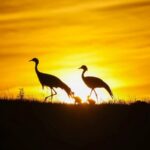 China Pledges to Protect 90% of Migratory Bird Habitats by 2030