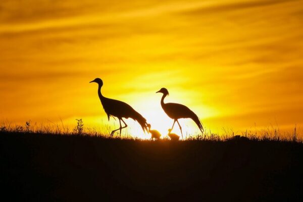 China Pledges to Protect 90% of Migratory Bird Habitats by 2030 China Pledges to Protect 90% of Migratory Bird Habitats by 2030