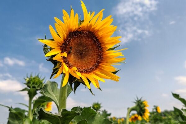 China Records Warmest Autumn Since 1961 China_Records_Warmest_Autumn_Since_1961