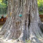 China Registers Over 5 Million Ancient and Famous Trees in National Survey