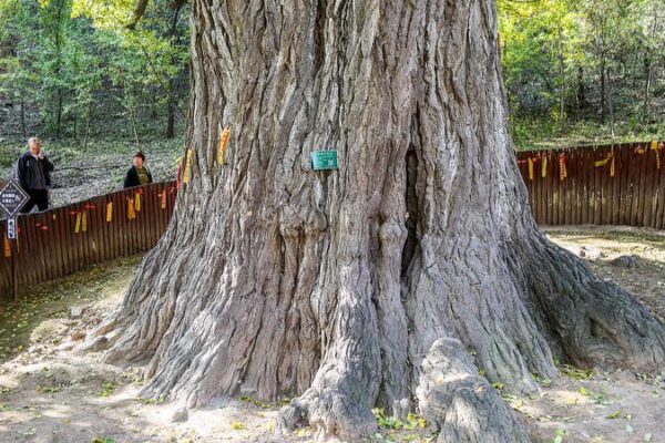 China Registers Over 5 Million Ancient and Famous Trees in National Survey China Registers Over 5 Million Ancient and Famous Trees in National Survey