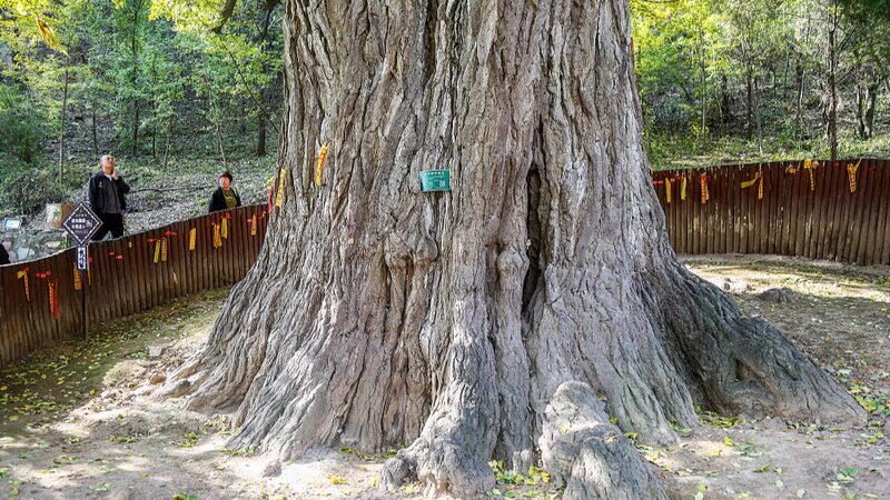 China_Registers_Over_5_Million_Ancient_and_Famous_Trees_in_National_Survey - Khabar Asia China Registers Over 5 Million Ancient and Famous Trees in National Survey
