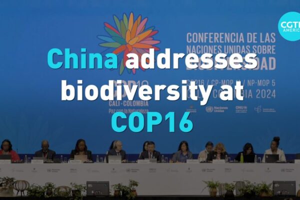 China_Reinforces_Commitment_to_Biodiversity_at_COP16_in_Colombia video poster
