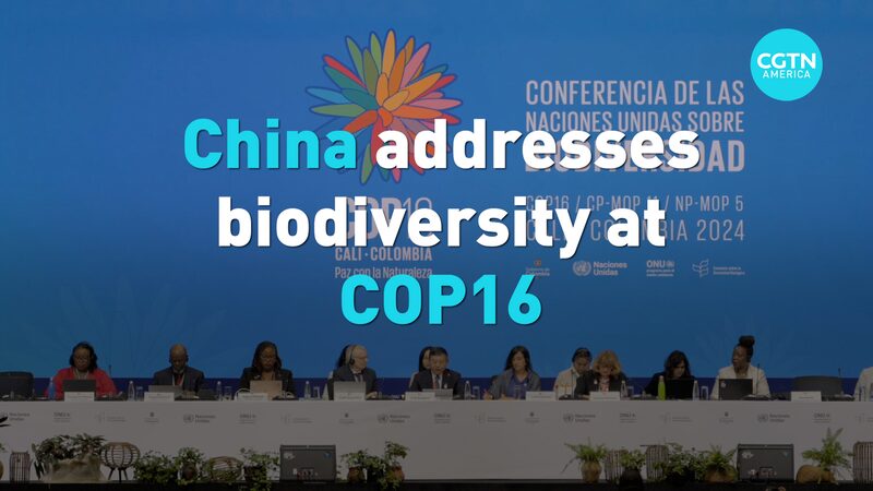 China_Reinforces_Commitment_to_Biodiversity_at_COP16_in_Colombia_poster - Khabar Asia China_Reinforces_Commitment_to_Biodiversity_at_COP16_in_Colombia video poster