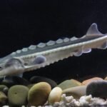 China Releases Over 800,000 Endangered Sturgeons into the Yangtze River
