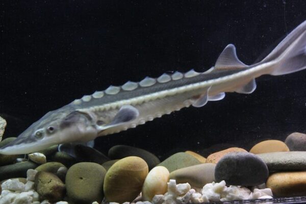 China Releases Over 800,000 Endangered Sturgeons into the Yangtze River China Releases Over 800,000 Endangered Sturgeons into the Yangtze River