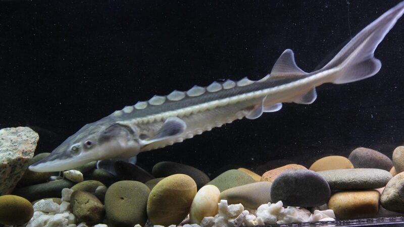 China_Releases_Over_800000_Endangered_Sturgeons_into_the_Yangtze_River - Khabar Asia China Releases Over 800,000 Endangered Sturgeons into the Yangtze River