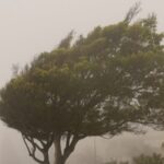 China Renews Blue Alert for Gales Across Multiple Regions