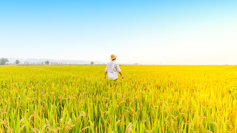 China_Reverses_Farmland_Decline_with_Three_Years_of_Growth