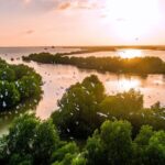 China Reverses Mangrove Decline with Major Reforestation Effort