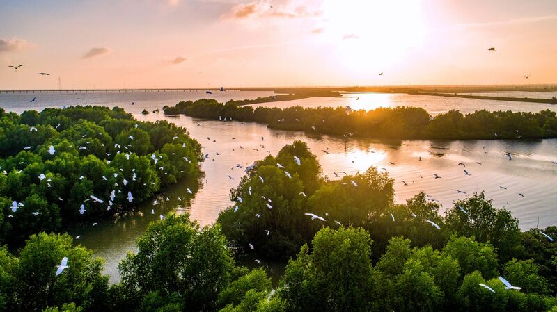 China_Reverses_Mangrove_Decline_with_Major_Reforestation_Effort - Khabar Asia China Reverses Mangrove Decline with Major Reforestation Effort