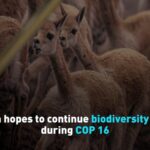 China_Seeks_to_Continue_Biodiversity_Efforts_at_COP16_in_Colombia video poster