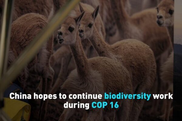 China_Seeks_to_Continue_Biodiversity_Efforts_at_COP16_in_Colombia video poster