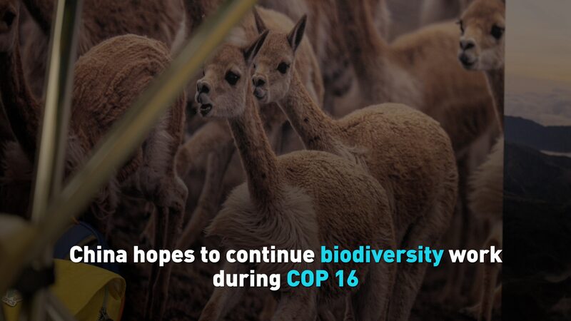 China_Seeks_to_Continue_Biodiversity_Efforts_at_COP16_in_Colombia_poster - Khabar Asia China_Seeks_to_Continue_Biodiversity_Efforts_at_COP16_in_Colombia video poster