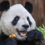 China Sends Giant Panda Couple Jin Xi and Zhu Yu to Spain for 10-Year Residency