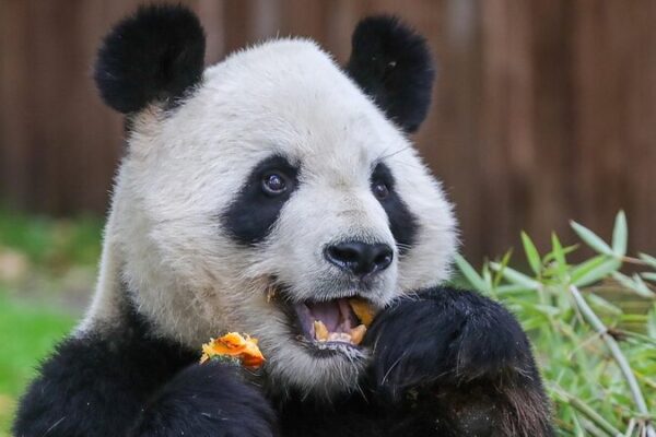 China Sends Giant Panda Couple Jin Xi and Zhu Yu to Spain for 10-Year Residency China Sends Giant Panda Couple Jin Xi and Zhu Yu to Spain for 10-Year Residency