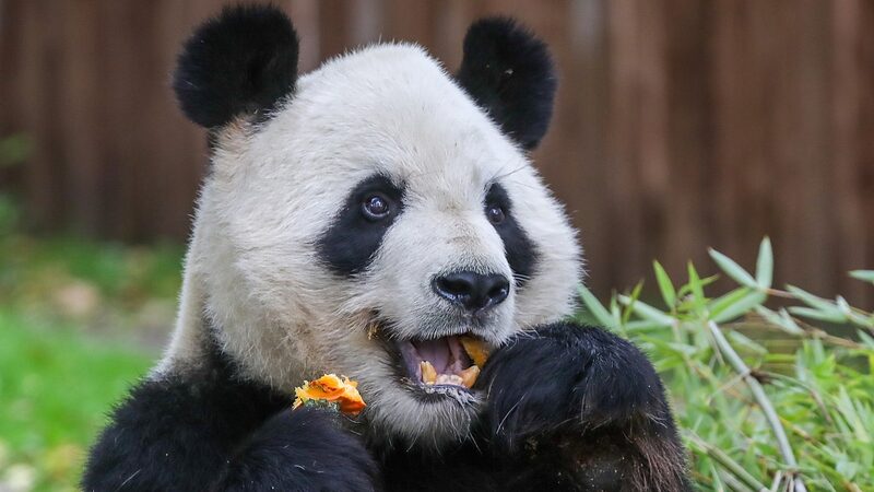 China_Sends_Giant_Panda_Couple_Jin_Xi_and_Zhu_Yu_to_Spain_for_10-Year_Residency - Khabar Asia China Sends Giant Panda Couple Jin Xi and Zhu Yu to Spain for 10-Year Residency