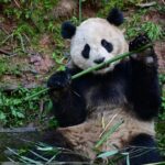 China_Sends_Two_Giant_Pandas_to_the_US_in_New_Conservation_Effort - Khabar Asia China Sends Two Giant Pandas to the U.S. in New Conservation Effort