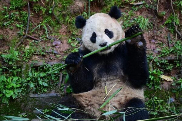 China Sends Two Giant Pandas to the U.S. in New Conservation Effort China Sends Two Giant Pandas to the U.S. in New Conservation Effort