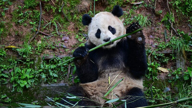 China_Sends_Two_Giant_Pandas_to_the_US_in_New_Conservation_Effort - Khabar Asia China Sends Two Giant Pandas to the U.S. in New Conservation Effort