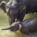 China Sets New Standards to Bolster Asian Elephant Conservation