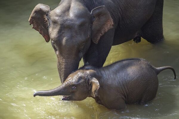 China Sets New Standards to Bolster Asian Elephant Conservation