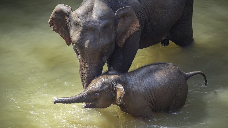 China Sets New Standards to Bolster Asian Elephant Conservation