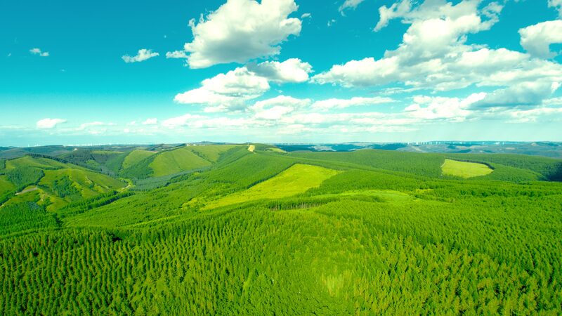 China_Showcases_Saihanba_Green_Miracle_at_UN_Desertification_Conference_in_Riyadh video poster