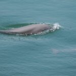 China Strengthens Enforcement of 10-Year Fishing Ban to Revitalize Yangtze River