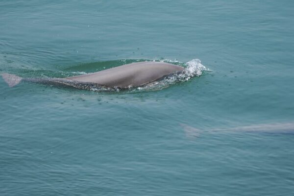 China Strengthens Enforcement of 10-Year Fishing Ban to Revitalize Yangtze River