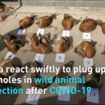 China Strengthens Wildlife Protection Laws in Response to COVID-19 Outbreak video poster