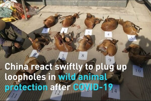 China_Strengthens_Wildlife_Protection_Laws_in_Response_to_COVID-19_Outbreak_poster - Khabar Asia China Strengthens Wildlife Protection Laws in Response to COVID-19 Outbreak video poster