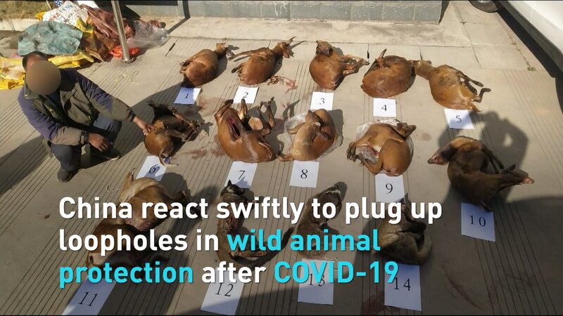 China_Strengthens_Wildlife_Protection_Laws_in_Response_to_COVID-19_Outbreak_poster - Khabar Asia China Strengthens Wildlife Protection Laws in Response to COVID-19 Outbreak video poster
