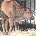 China Successfully Clones Endangered Xizang Cattle Breeds