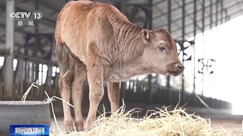 China_Successfully_Clones_Endangered_Xizang_Cattle_Breeds - Khabar Asia China Successfully Clones Endangered Xizang Cattle Breeds