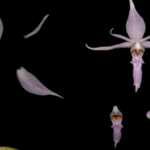 China_Unveils_190_New_Species_in_2024__Including_Armored_Dinosaur video poster