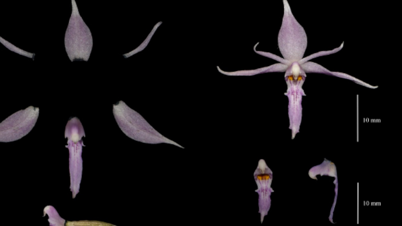 China_Unveils_190_New_Species_in_2024__Including_Armored_Dinosaur_poster - Khabar Asia China_Unveils_190_New_Species_in_2024__Including_Armored_Dinosaur video poster