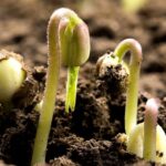 China_Unveils_Comprehensive_Digital_Soil_Database