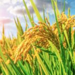 China Unveils Plan to Boost Grain Output by Over 50 Million Tonnes by 2030