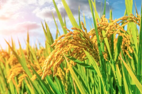 China Unveils Plan to Boost Grain Output by Over 50 Million Tonnes by 2030