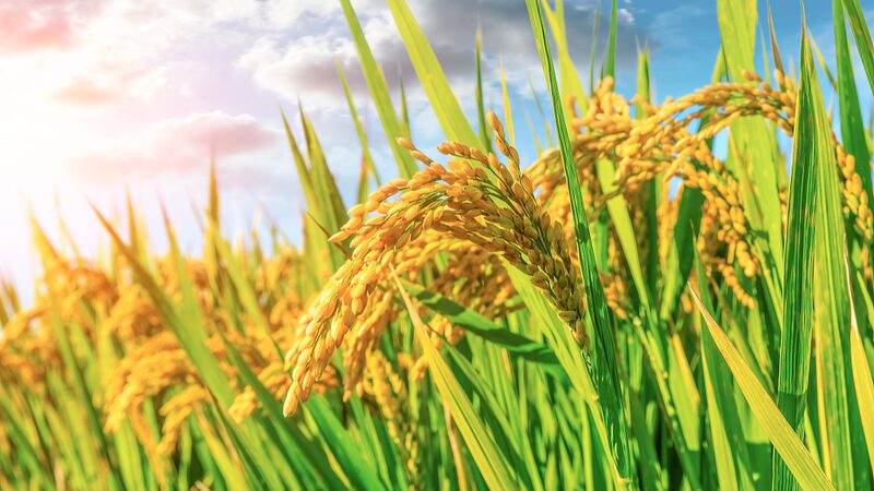 China_Unveils_Plan_to_Boost_Grain_Output_by_Over_50_Million_Tonnes_by_2030 - Khabar Asia China Unveils Plan to Boost Grain Output by Over 50 Million Tonnes by 2030