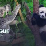 China and Australia Resume High-Level Dialogue to Mend Ties video poster